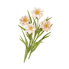 Blossomed daffodils. Delicate blooms, blossomed narcissus bouquet, spring floral bunch. Gentle floral plants drawing. Realistic botany hand-drawn vector illustration isolated on white background - obrazy, fototapety, plakaty