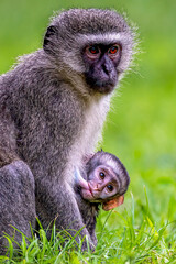 Vervet monkey mother caring for her suckling infant 