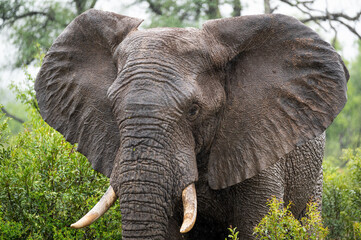 Close up of a young tusker showing his ivory