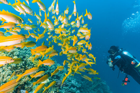 diver checking out a shoal of yellow snapper at the Great Barrier Reef