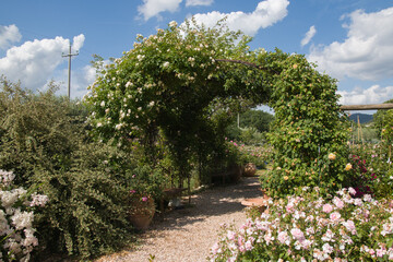 Fototapeta na wymiar View of romantic garden with roses in Umbria
