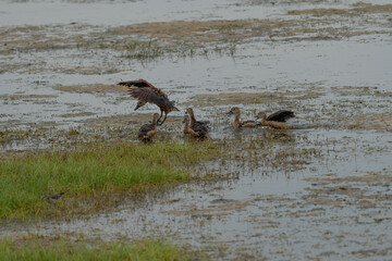 F ulvous whistling duck or fulvous tree duck (Dendrocygna bicolor) standing in the grass