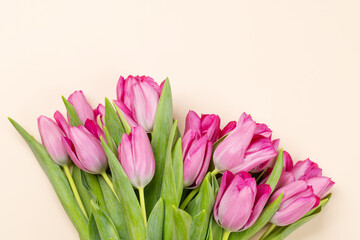 Pink tulip flowers