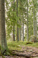 Fototapeta premium trees in the woods