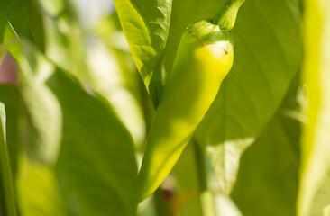 Green sharp peppers grown in a greenhouse