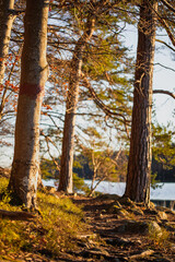 Naklejka premium Wanderweg am Ufer von einem See zwischen Bäume bei Sonnenuntergang und goldener Stunde