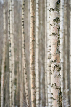 birch trunks in forest