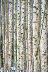 birch trees in the woods