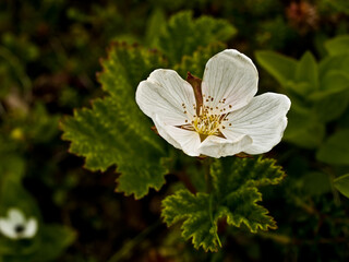 White cloudberry flower close-up