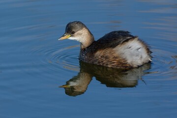 Little Grebe (Tachybaptus ruficollis) in winter plumage