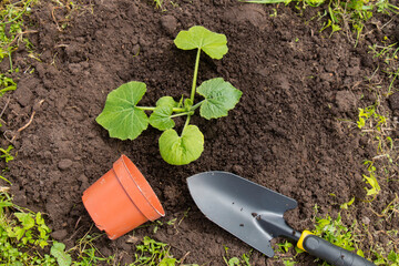 planted young sapling of zucchini or cucumber in the ground soil in the garden.The concept of...
