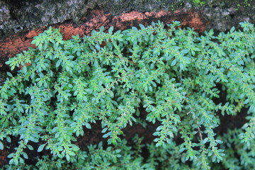 epaticopsida leaf moss
