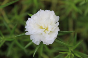 The nine o'clock flower is white