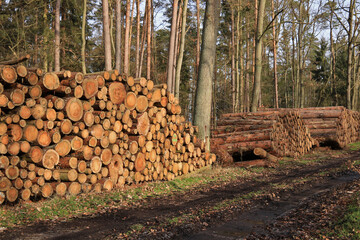 viel Stammholz Buche liegt am Waldweg