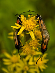 Five-spot burnet moths  on flowers
