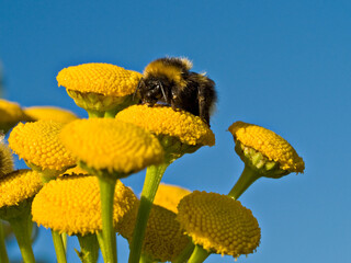 Bumblebee on Tansy flowers