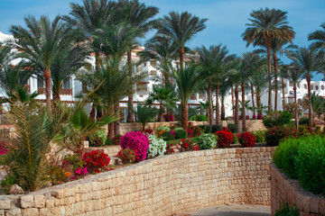 palm trees in the garden