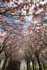 Garden with flowering trees inspired by Van Gogh paintings between the Van Gogh museum and the Rijksmuseum on a spring day. Amsterdam, Netherlands
