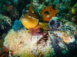 Fish protecting its territory.