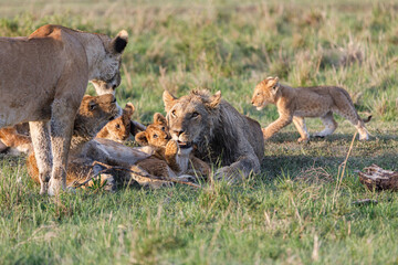 lion family on the savannah