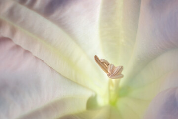 Close-up image of stamens of a purple Morning Glory flower. - obrazy, fototapety, plakaty