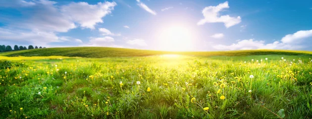 Tuinposter Beautiful panoramic natural landscape of a green field with grass against a blue sky with sun. Spring summer blurred background. © Laura Pashkevich
