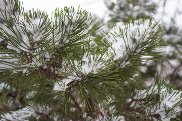 Snow covered pine needles. Winter forest background. Frozen nature in details. Snowfall in woods. Hoar frost on needles. Coniferous trees under snow. Winter cold weather. Beautiful winter nature.