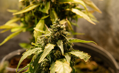 Cannabis buds clode-up. Medical strains for support mental healt