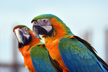 Close up photo of a macaw parrots