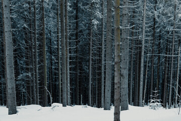 Forest trees in a deep snow