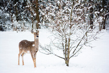 Female white tail deer browsing in a snow storm
