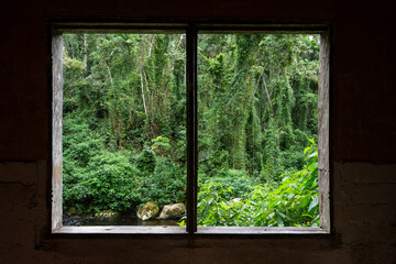 View from window of old abandoned power plant to green rainforest
