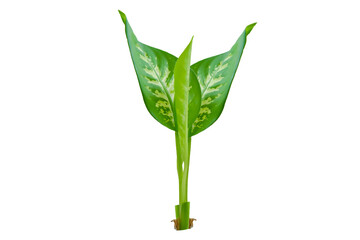 Dieffenbachia Seguine plant 
