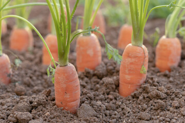 carrots growing in an organic vegetable garden