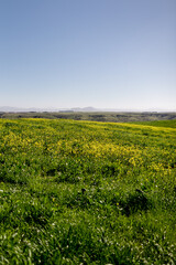 Fototapeta na wymiar Wide Shot of Field of Wildflowers in San Diego