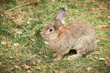 Naklejka na ściany i meble Wild Rabbit (Oryctolagus cuniculus) sitting in a field.