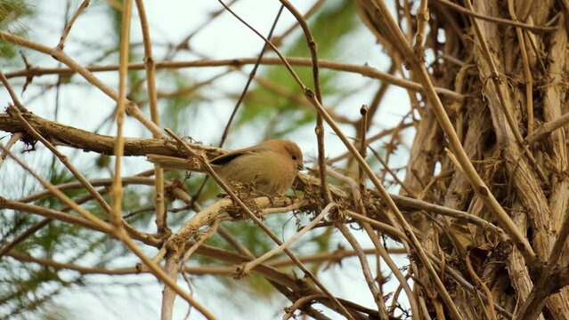 Vinous-throated parrotbill (Sinosuthora webbiana) Jumps on Twigs Foraging Food in Winter in South Korea