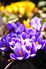 crocuses growing in the natural environment 

 