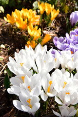 crocuses growing in the natural environment 

 