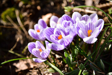 crocuses growing in the natural environment 

 