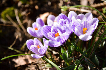 Obraz na płótnie Canvas crocuses growing in the natural environment