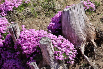 切り株と芝桜