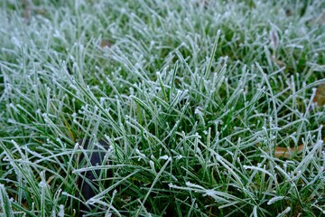 Makro gefrorene Wiese im Winter
