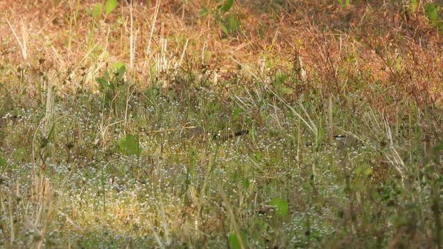 Jungle babler in grass finding food .