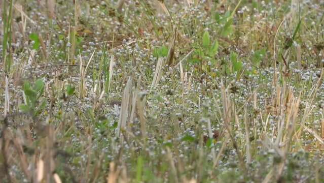 Jungle babler - finding food - grass .