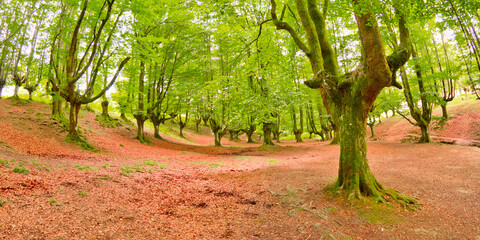 Fototapeta premium Hayedo de Otzarreta, Otzarreta Beech Forest, Gorbeia Natural Park, Bizkaia, Basque Country, Spain, Europe