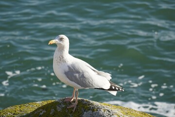 Oiseau de mer 