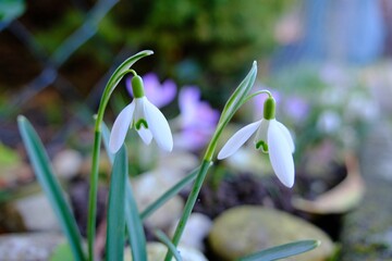 Schneeglöckchen Blume in weiß kündigt den Frühling an
