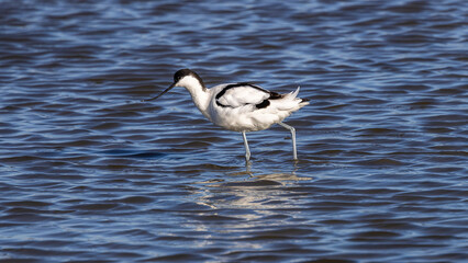 Pied avocet (Recurvirostra avosetta) looking for food, Camargue, France