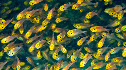 Pygmy Sweeper, Parapriacanthus ransonneti, Coral Reef, Felidhe Atoll, Maldives, Indian Ocean, Asia
